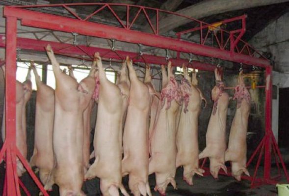 Porcii românilor ar putea ajunge pe mâna chinezilor
